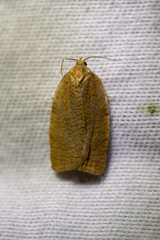 Aphelia alleniana