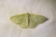 Chlorochlamys triangularis