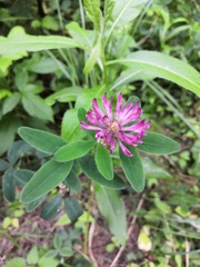Trifolium medium