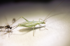 Oecanthus salvii