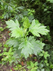 Artemisia vulgaris