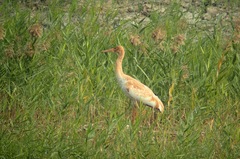 Leucogeranus leucogeranus