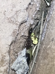 Odontomachus desertorum