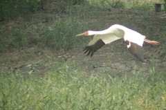 Leucogeranus leucogeranus