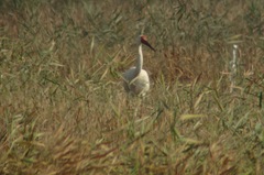 Leucogeranus leucogeranus