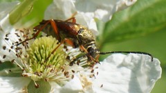 Typocerus