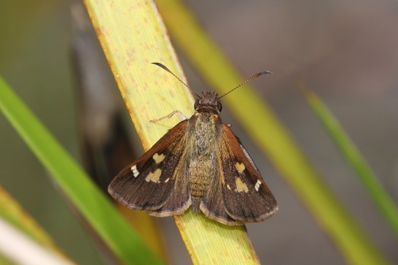 Lilac Grass-skipper