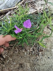 Lathyrus palustris pilosus
