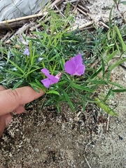 Lathyrus palustris pilosus