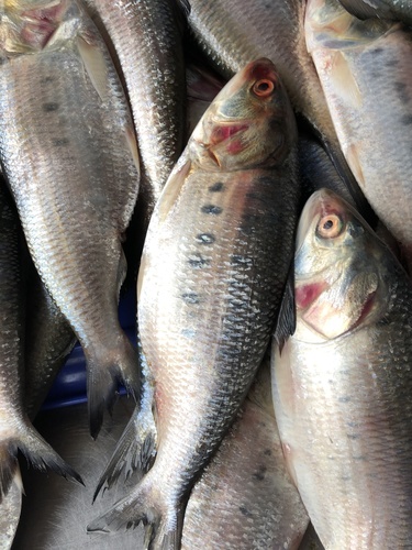 Pacific menhaden (Ethmidium maculatum) — Clupeidae — 5