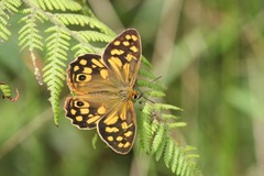 Heteronympha paradelpha