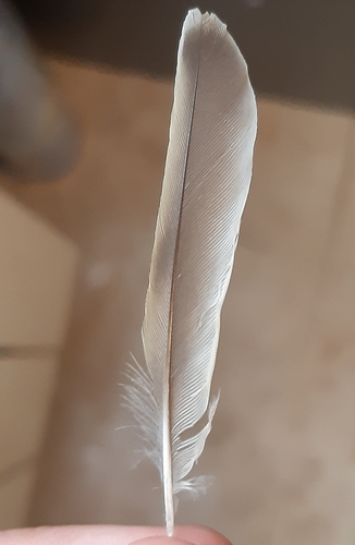 Plume de Moineau soulcie