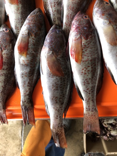 Peruvian rock seabass