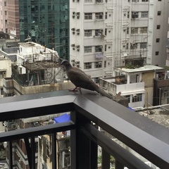 Streptopelia chinensis