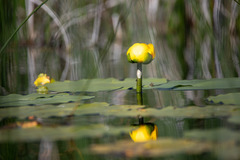 Nuphar polysepala