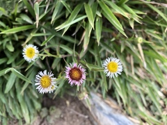 Erigeron morrisonensis morrisonensis