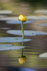 Nuphar polysepala
