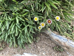 Erigeron morrisonensis morrisonensis