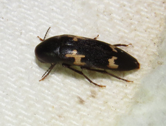 Dircaea liturata