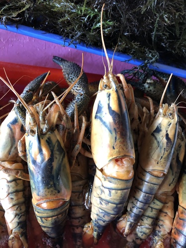 changallo shrimp