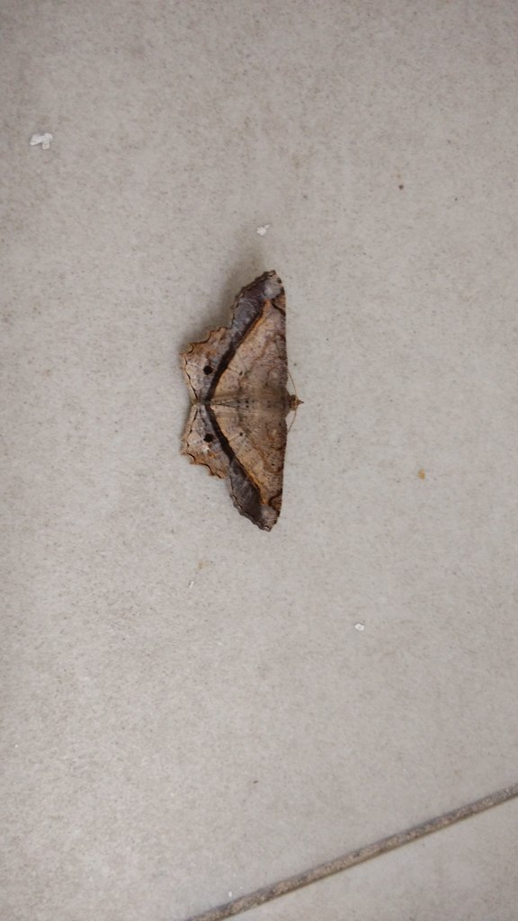 Chiasmia ozararia