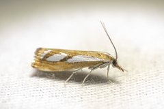 Catoptria latiradiellus