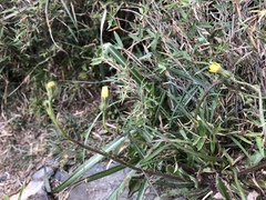 Picris hieracioides morrisonensis