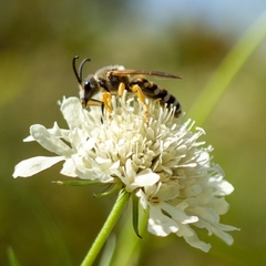 Halictus scabiosae