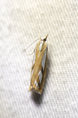 Catoptria latiradiellus