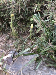 Picris hieracioides morrisonensis