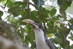 Ocyceros gingalensis