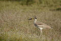 Esacus recurvirostris