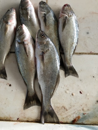 Lorna drum (Sciaena deliciosa) — Sciaenidae — 5