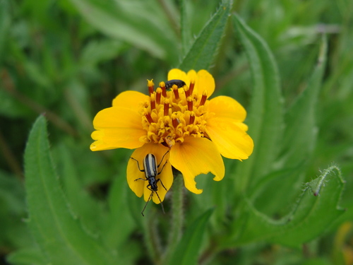 Tridax trilobata, photograph 3