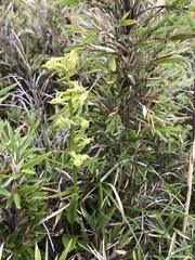 Platanthera mandarinorum pachyglossa