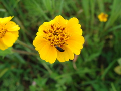 Tridax trilobata