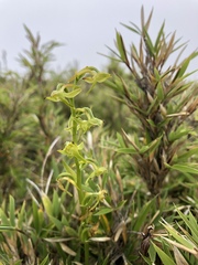 Platanthera mandarinorum pachyglossa