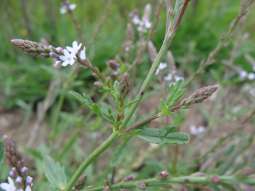Image of Verbena carolina by (c) Alexis López Hernández, some rights reserved (CC BY)