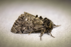 Dasychira grisefacta