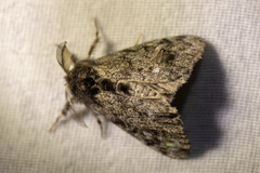 Dasychira grisefacta