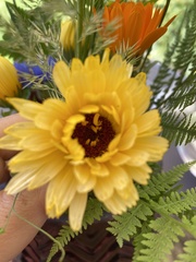 Calendula officinalis