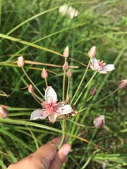 Butomus umbellatus