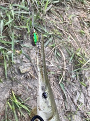 Lepisosteus platostomus