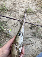 Lepisosteus platostomus