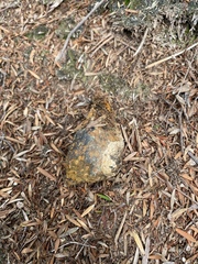 Pisolithus thermaeus