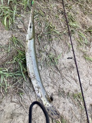 Lepisosteus platostomus