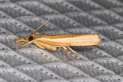 Fissicrambus intermedius