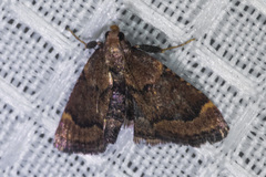 Hypsopygia phoezalis
