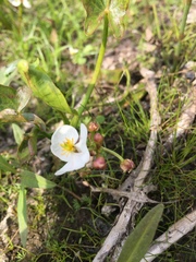 Sagittaria natans