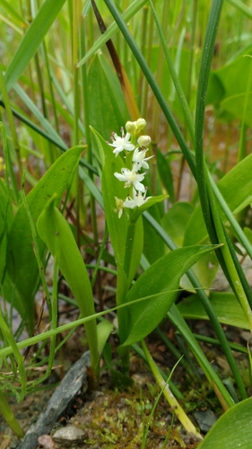 three-leaved false Solomon’s seal